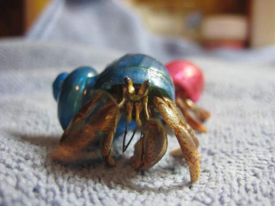 Hermit crab argument leads to shooting