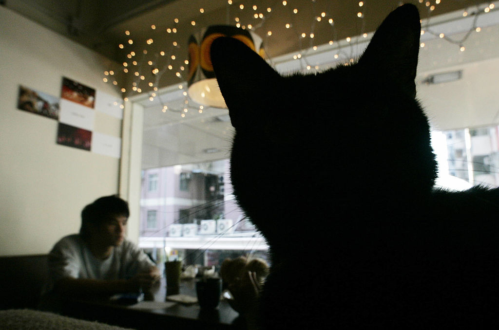 Everything we know about Boston’s first cat cafe