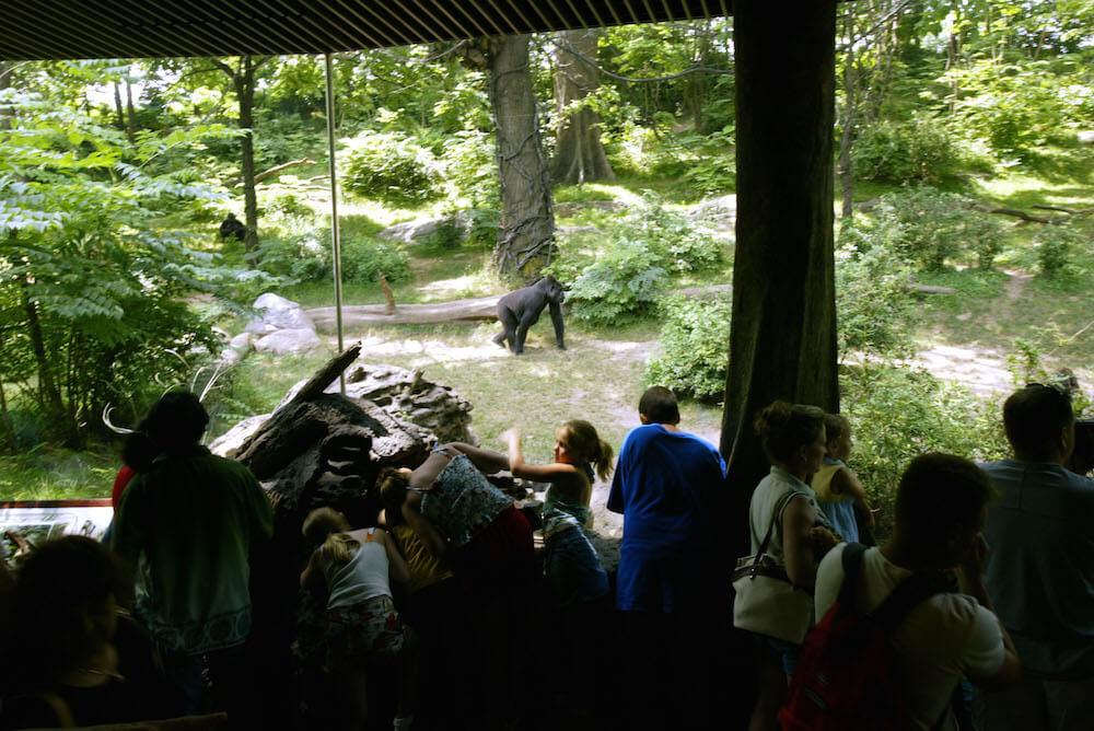NY group calls for closing all zoos as outrage builds over killing  endangered gorilla – Metro US