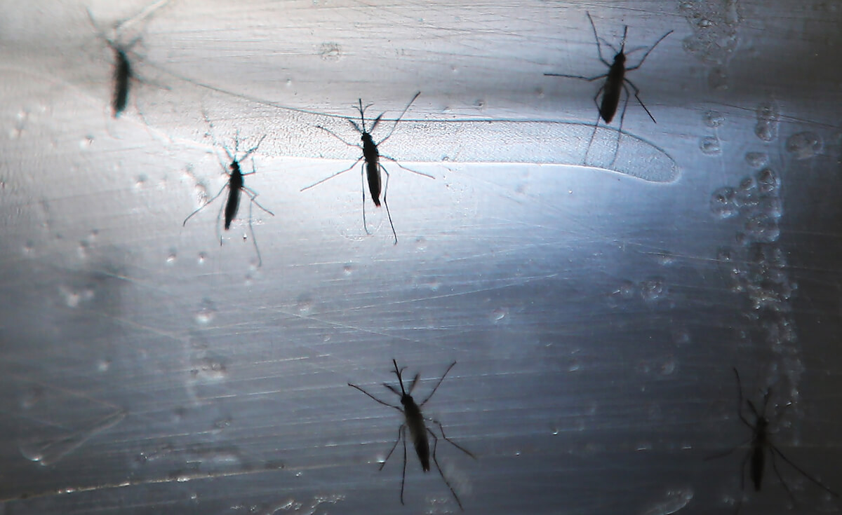 Zika advice for moms-to-be