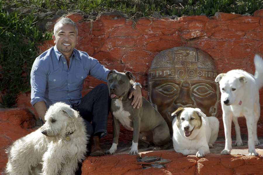 ‘Dog whisperer’ Cesar Millan investigated for animal cruelty