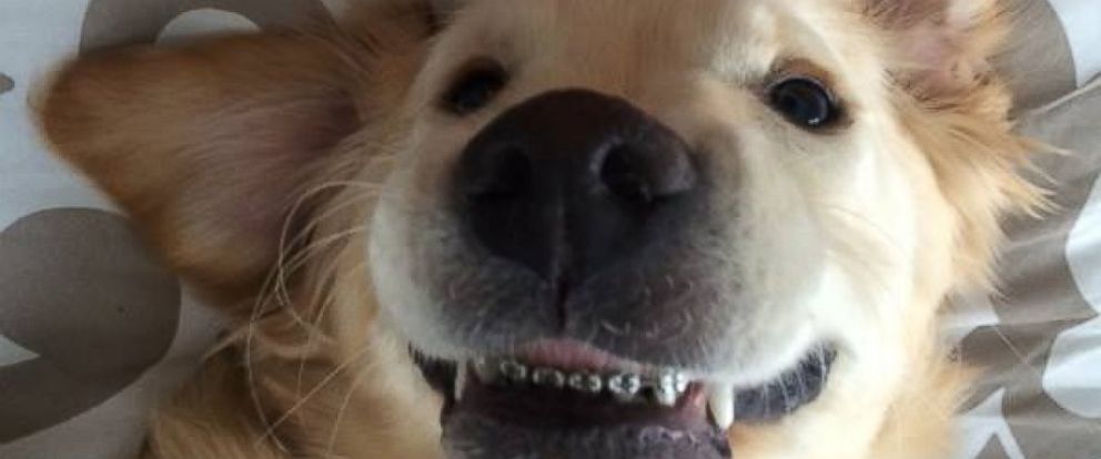 6-month-old puppy shows off his mouth full of braces