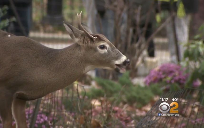 Harlem deer to be put to death after leaving park, greeting neighbors