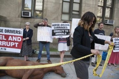 PETA protests trial of horse carriage driver