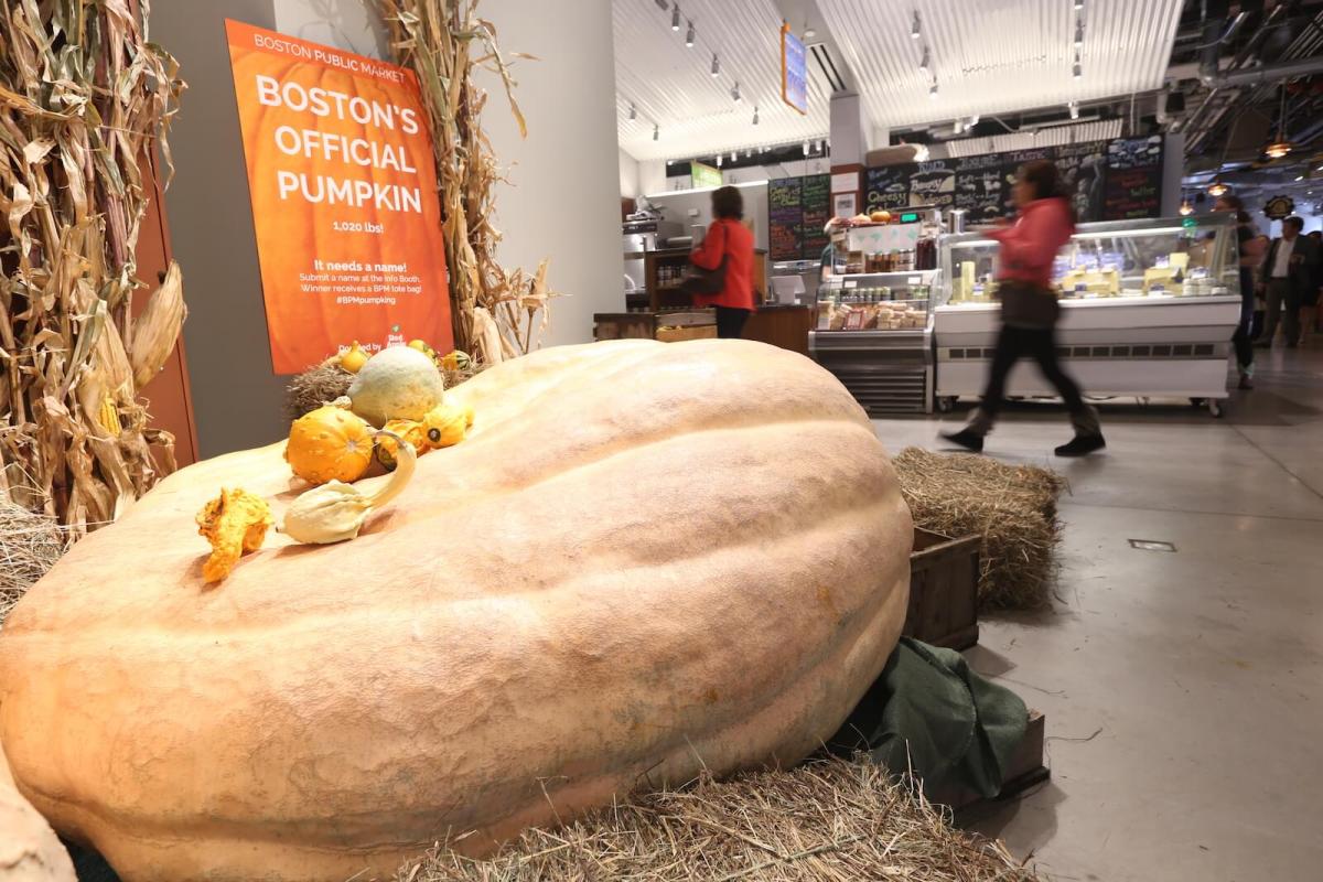 Boston’s official pumpkin now has a name: “Gourdo”