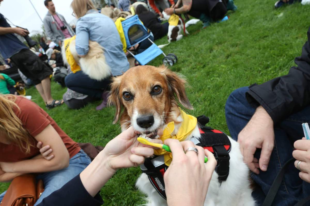 Hundreds finger-brush their dogs’ teeth in attempt at world record