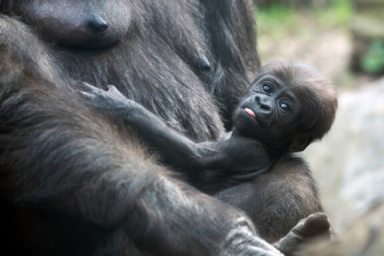 Bronx Zoo welcomes 2 newborn gorillas