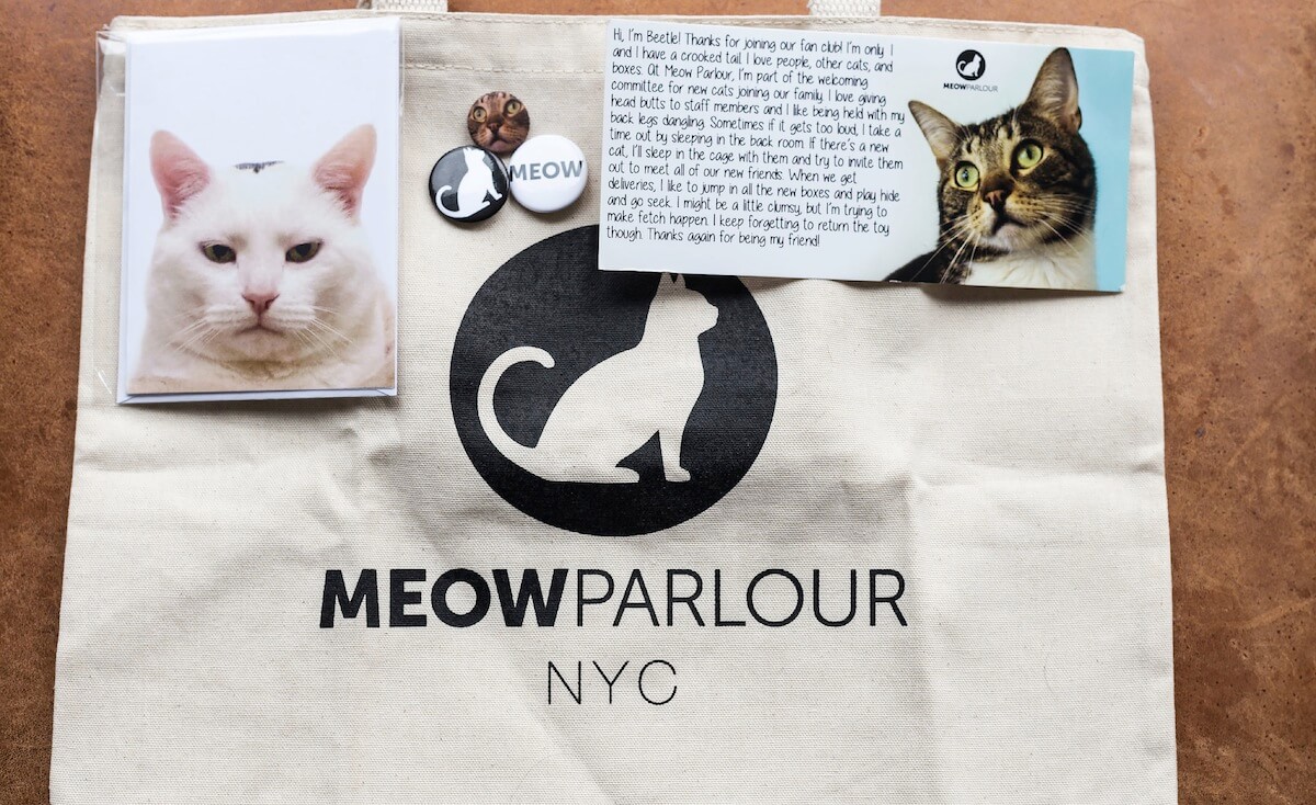 Meow Parlour starts a fan club for cat lovers