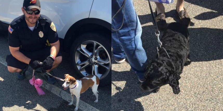 Police break into two cars in the same parking lot to save sweltering dogs