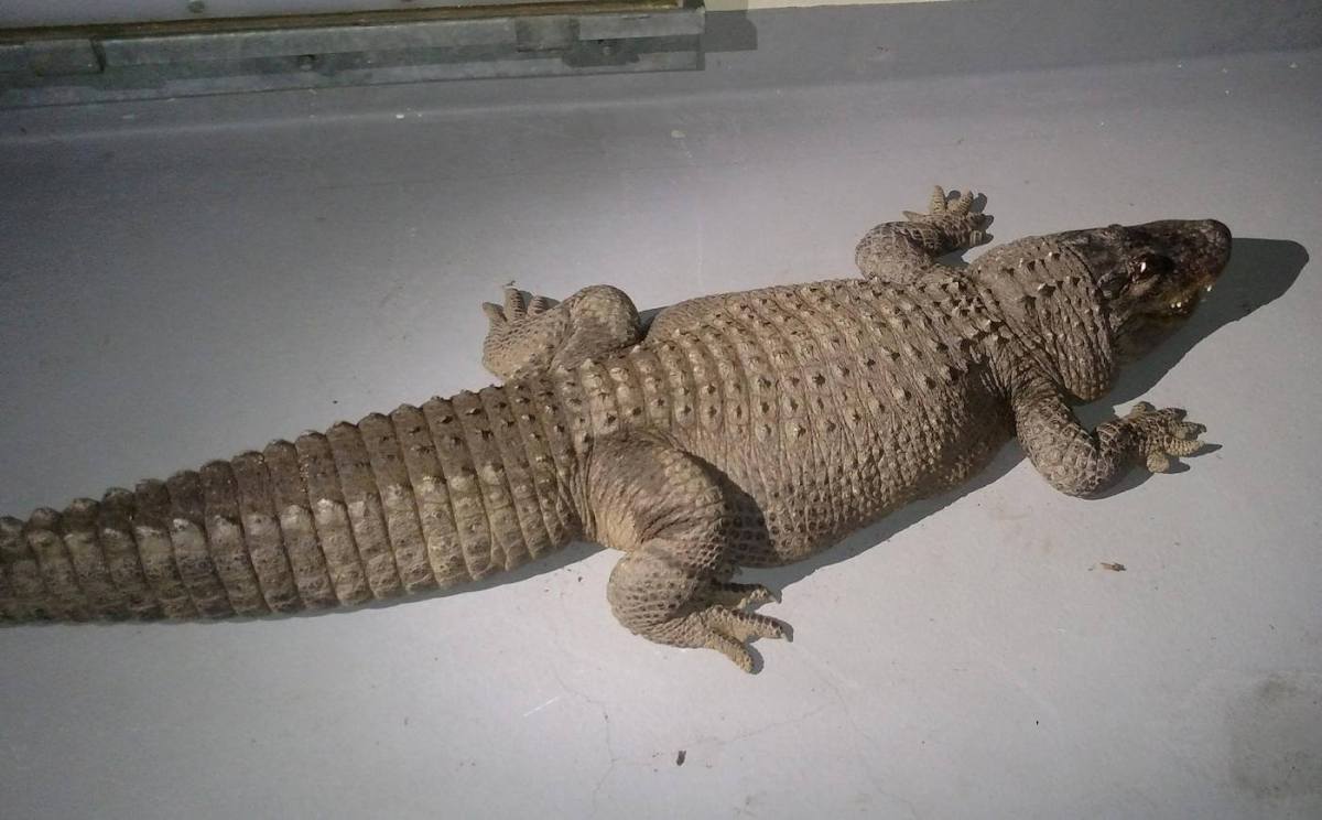 Eight-foot alligator found at L.A. home suspected of eating cats
