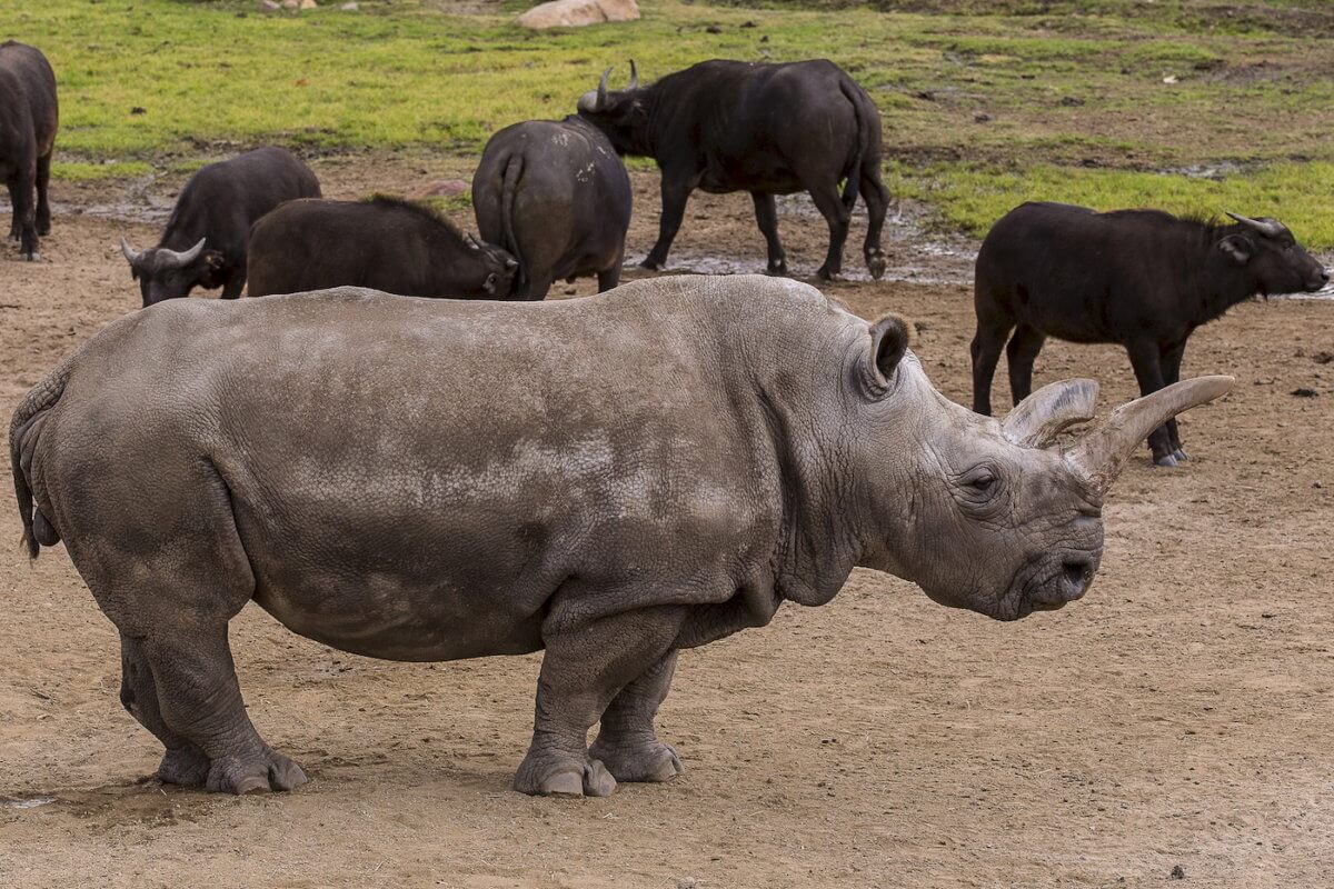 Rare white rhino undergoes veterinary treatment in California