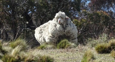 Australia’s Chris the sheep, the world’s woolliest, dies
