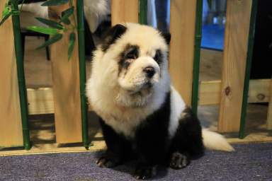 ‘Something novel’: Chinese cafe dyes pups to look like pandas