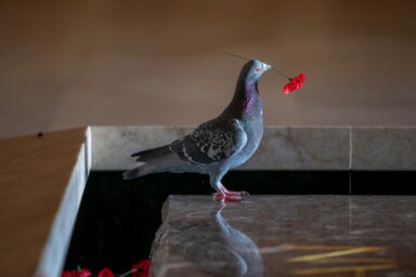 Poppy-stealing pigeon offers poignant reminder of war anniversary
