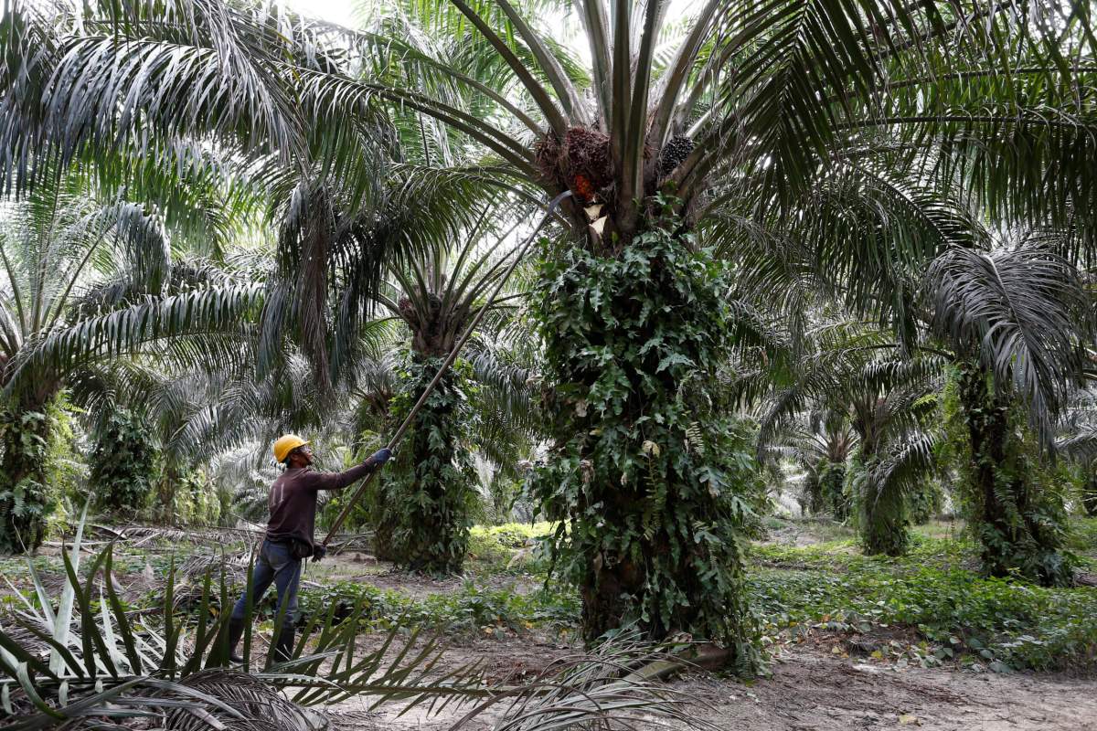 Exclusive: India resumes buying Malaysian palm oil as Kuala Lumpur offers discount – traders