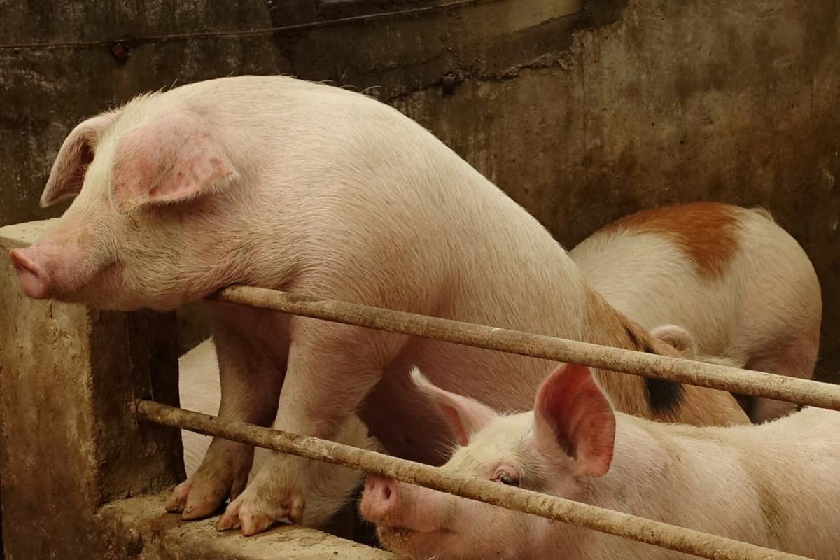 Going whole hog: U.S. tells exporters to report pig carcass sales as China buying soars
