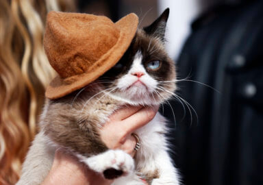 Grumpy Cat, lovelorn whale are stars of 2019’s top animal stories