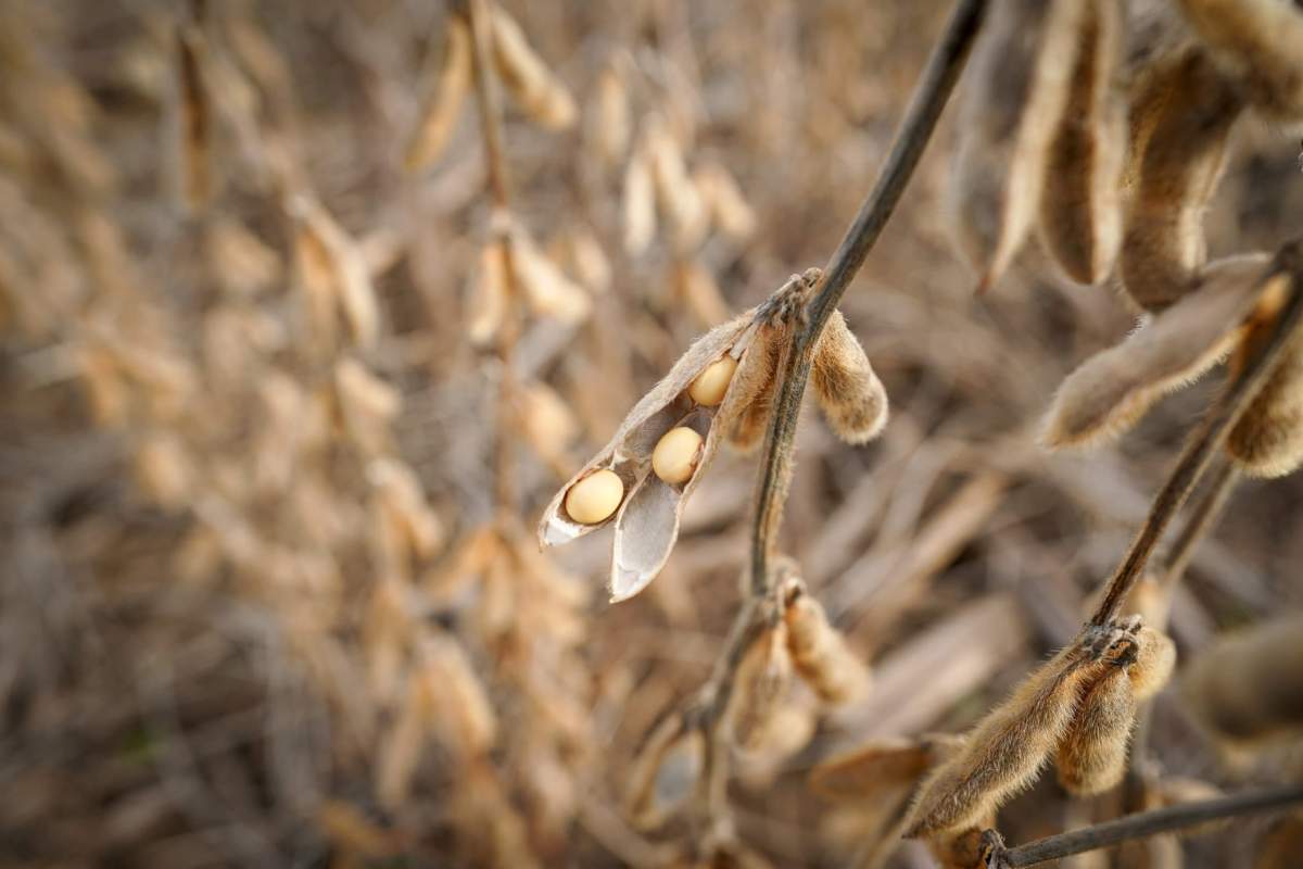 China buys U.S. soybeans after Beijing issues new tariff waivers: traders