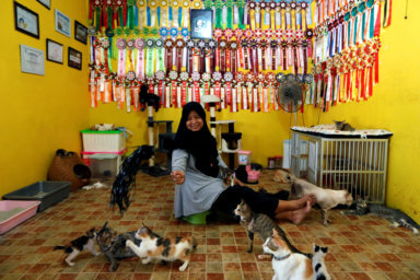 Indonesian housewife tackles homelessness for 250 feral cats