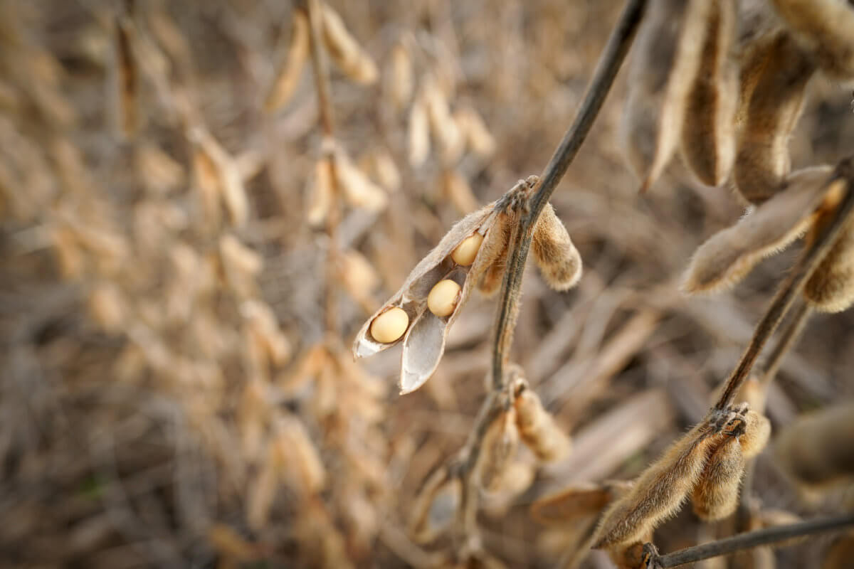 China’s November soybean imports from U.S. rise as tariff-free cargoes arrive