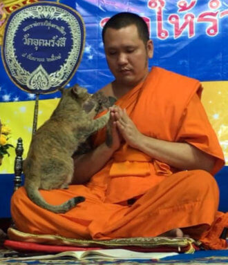 Cat vs. chants: Friendly feline tests Buddhist monk’s patience