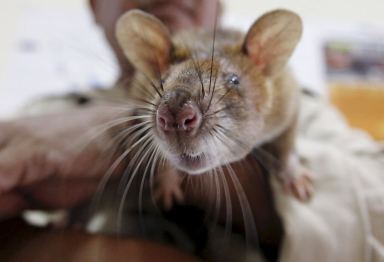 Cambodia uses ‘life-saving’ rats to sniff out deadly landmines