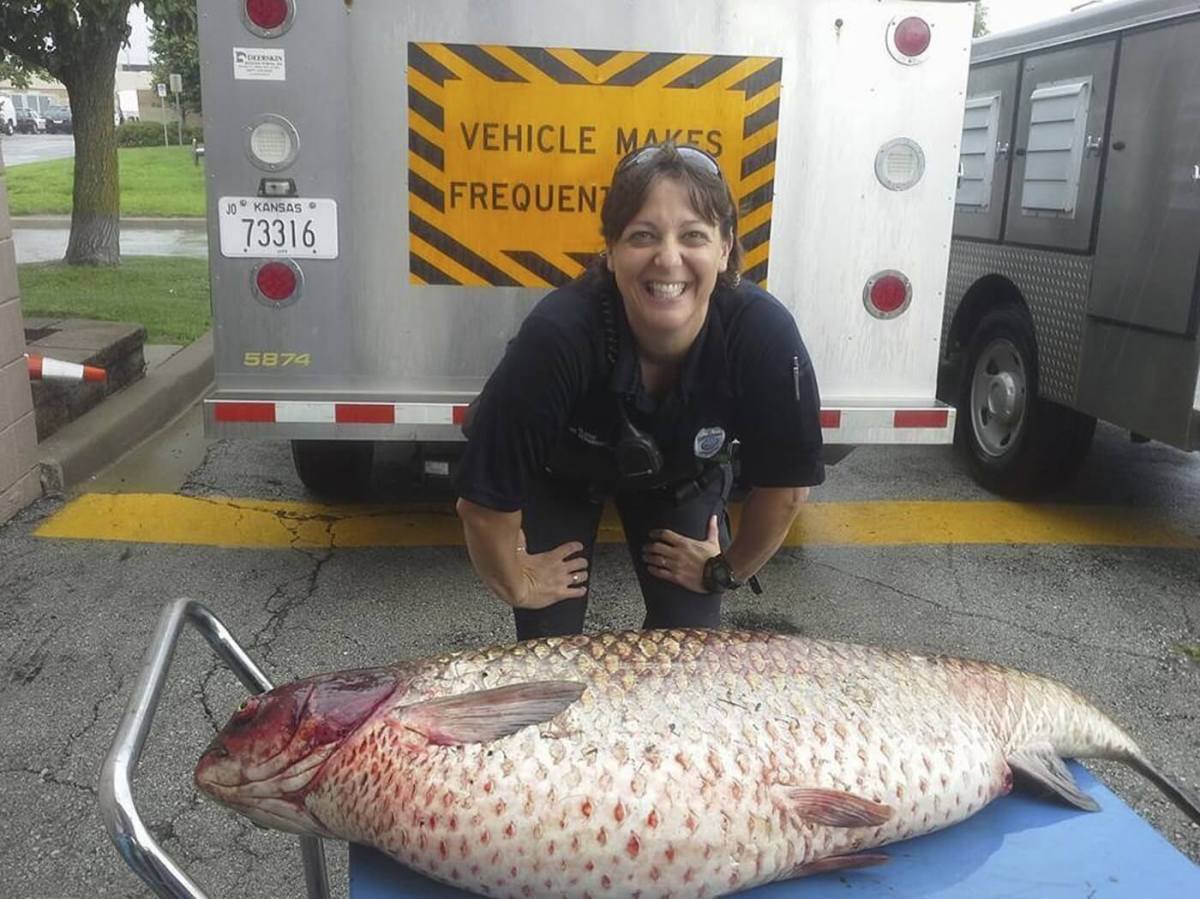 Huge carp found in Kansas ditch is no fish story