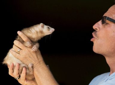 California man seeks to legalize pet ferrets – even though they bite