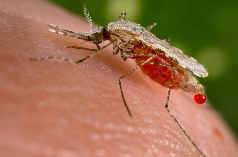Drugs work ‘like magic’ against malaria in Africa’s Sahel, experts say