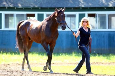 Horse racing: Exaggerator ready for ‘huge’ Belmont run – trainer