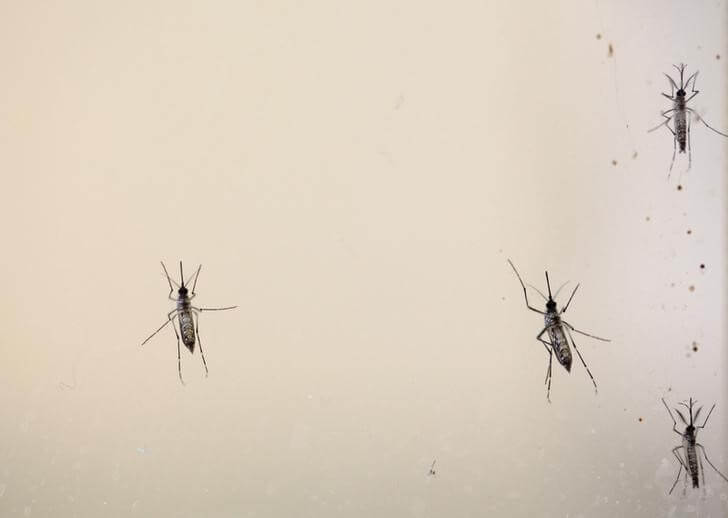 U.S. to fund Zika virus study of U.S. Olympic team