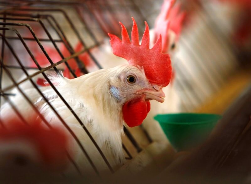 U.S. seeks trade sanctions in India poultry dispute: WTO