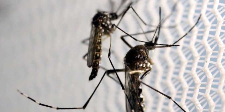 Health Dept. to spray NYC neighborhoods for mosquitoes this week