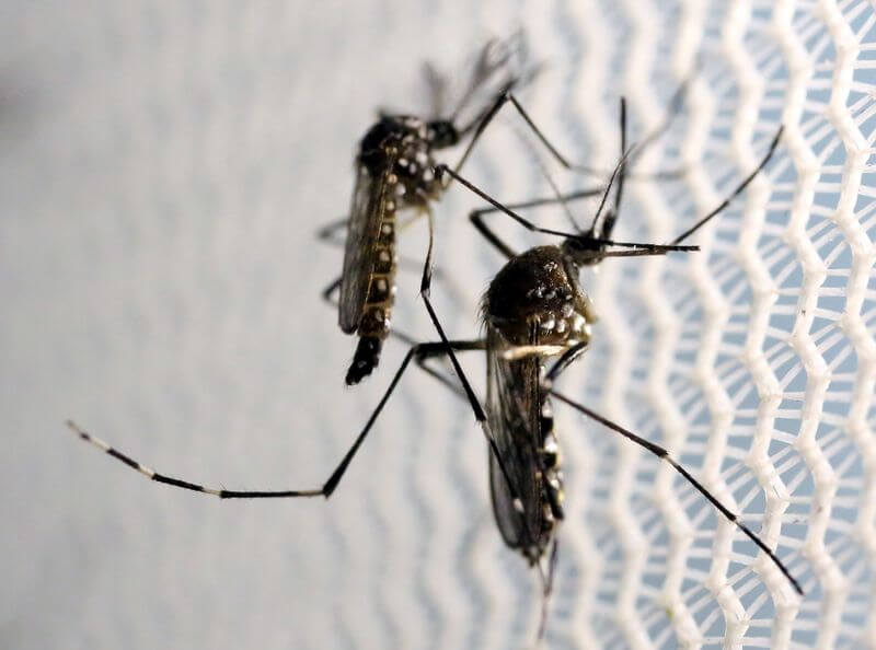 Florida to begin aerial spraying of insecticides to control Zika