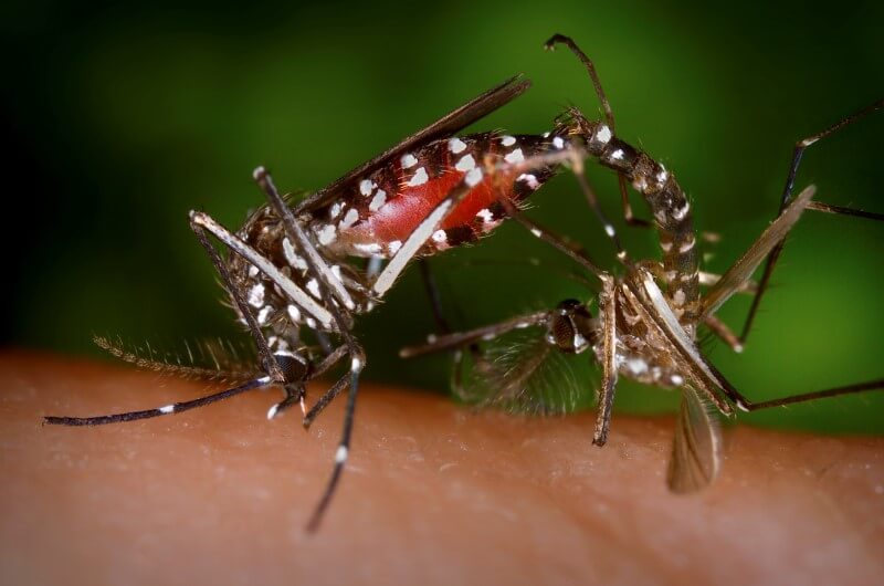 U.S. health researchers test Zika vaccine as funds run low