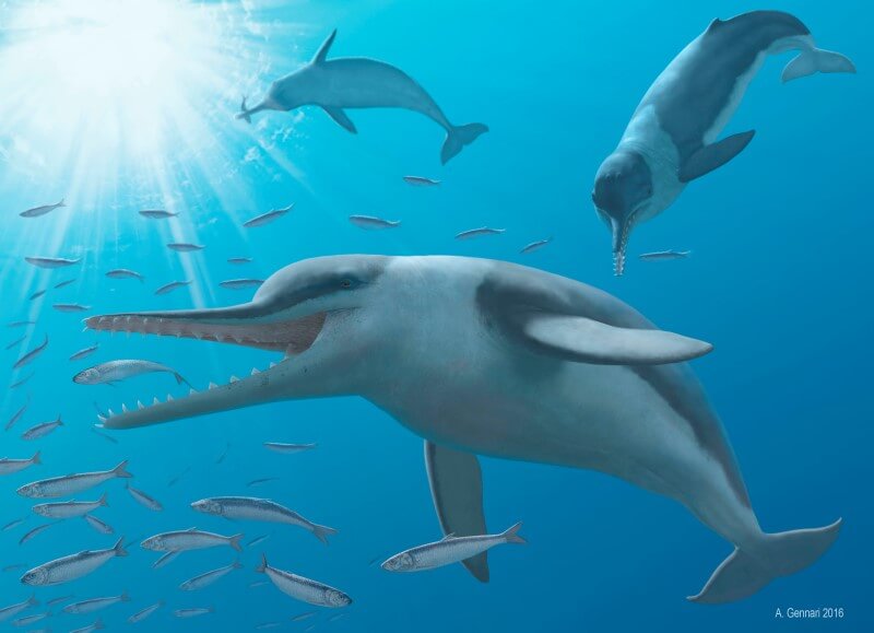 Hear! Hear! Exquisite fossils preserve ear of prehistoric whale