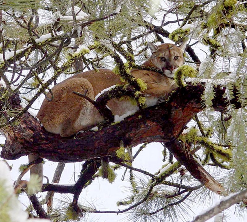 Family rescues Idaho girl from jaws of mountain lion