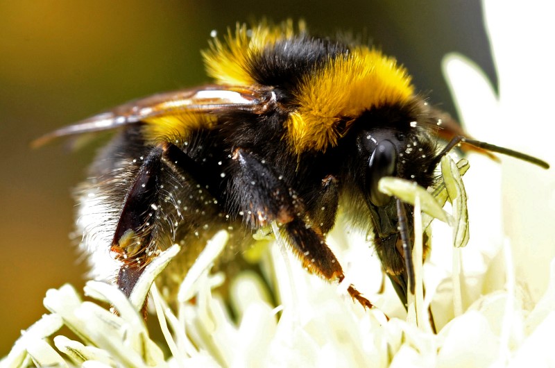 Long-term study links neonicotinoids to wild bee declines