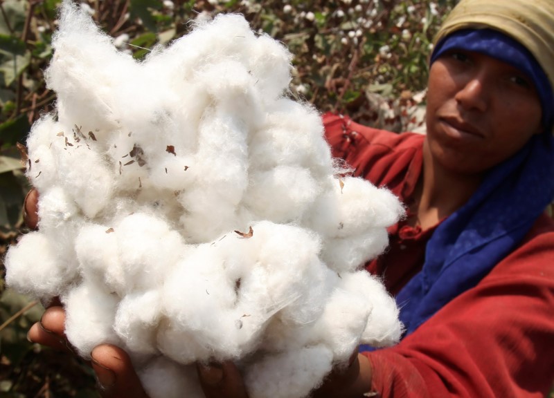 Welspun scandal follows years of plummeting Egyptian cotton output