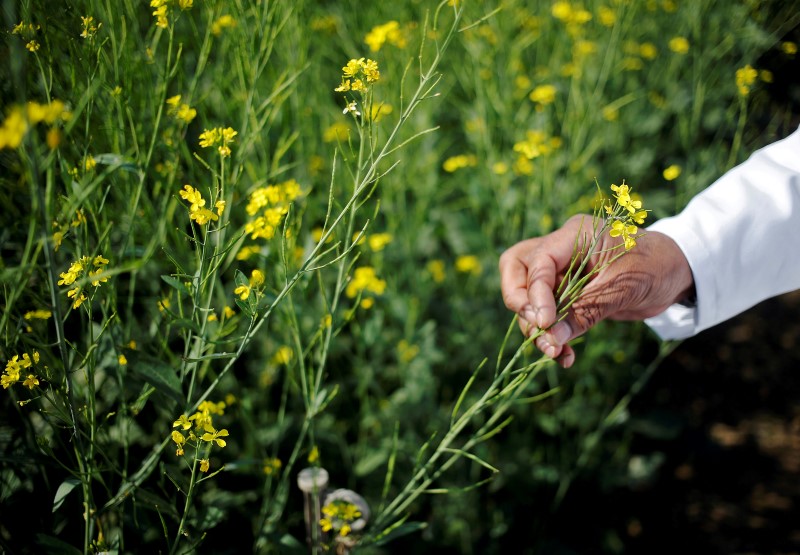 GM mustard clears hurdle in India but more remain