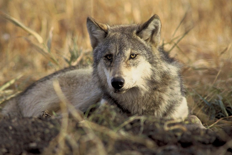 Washington state begins killing wolf pack for preying on livestock
