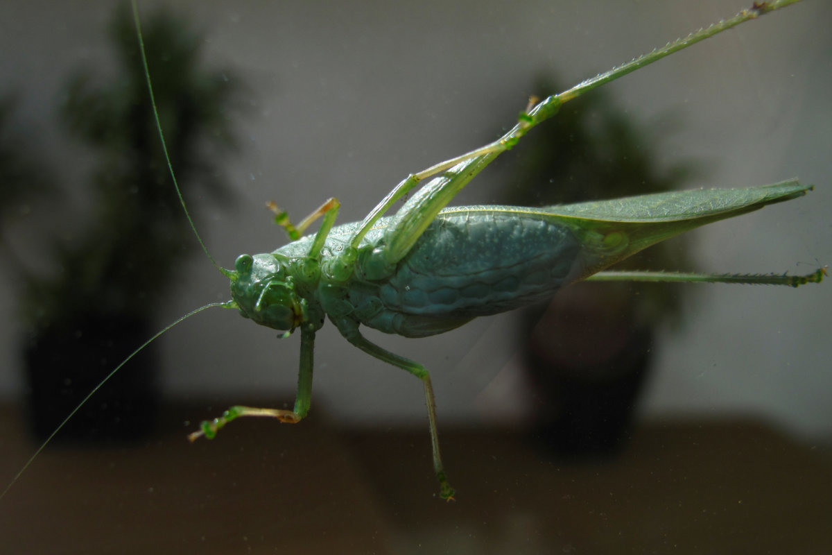 Grasshoppers take Vegas by swarm, disrupting weather radar, tourism