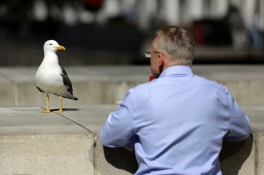 Staring at seagulls can stop them stealing food, research shows