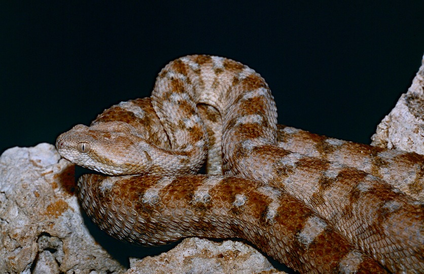 Long Island man bitten by one of his pet snakes: a deadly viper