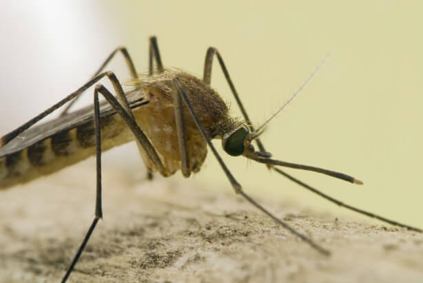 West Nile Virus outbreak increases risk level to ‘moderate’