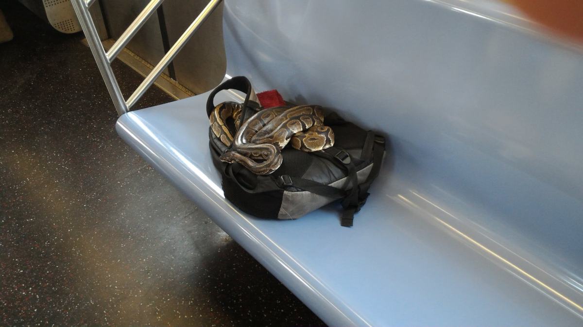 Slithering snakes saddle up on the subway