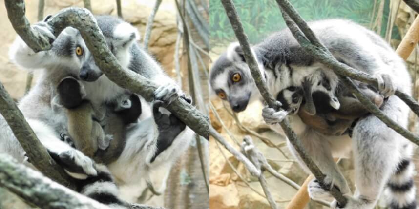 Bring your ma to see some baby lemurs