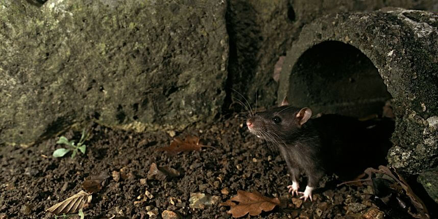 Somerville gaining ground in city-wide rat war