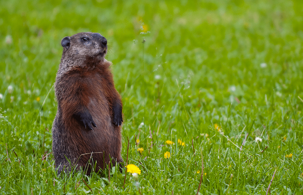 What the heck is Groundhog Day anyway?
