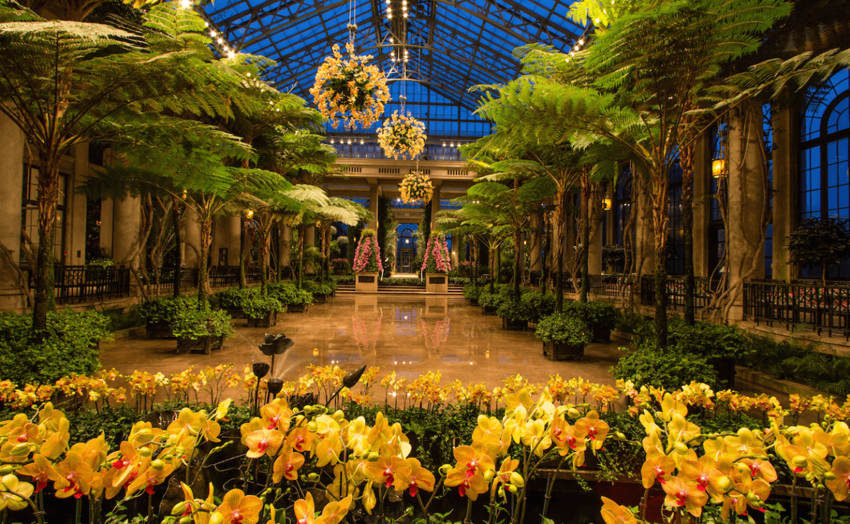 The Orchid Extravaganza is open at Longwood Gardens